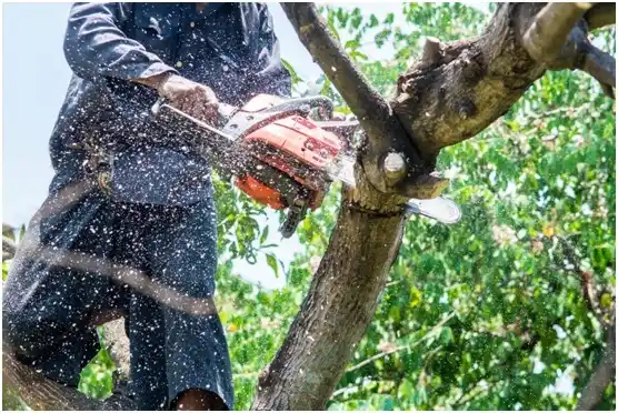 tree services La Crosse